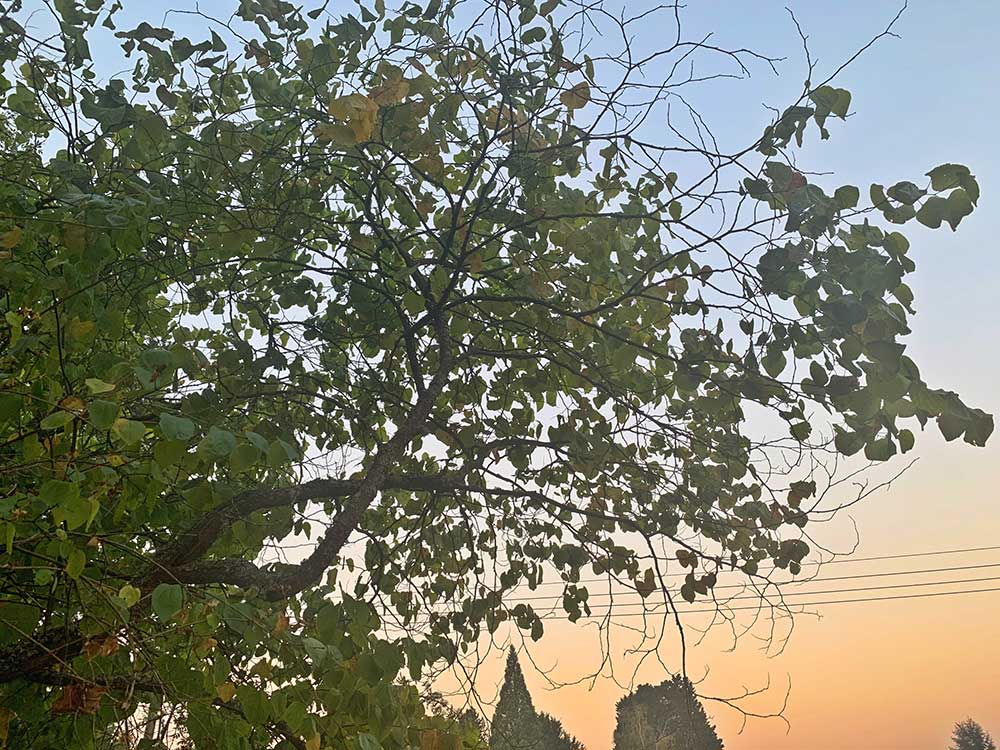 Tree-dimensional-Tacoma-Redbud